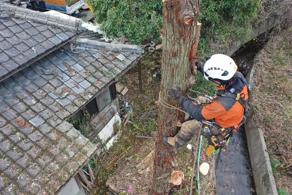 弊社では車両や重機が全く入らないような箇所でも大木の伐採、剪定を行う事が可能です。